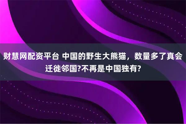 财慧网配资平台 中国的野生大熊猫，数量多了真会迁徙邻国?不再是中国独有?